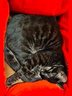 HeelLief zwart grijs kitten 6 mnd katertje wegens allergie, Kater, Kortharig, 0 tot 2 jaar