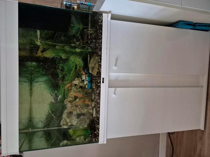 Aquarium te koop incl vissen( ook los te koop), Dieren en Toebehoren, Vissen | Aquaria en Toebehoren, Gebruikt, Gevuld zoetwateraquarium