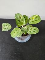 Maranta, Huis en Inrichting, Kamerplanten, Ophalen, Overige soorten, Minder dan 100 cm