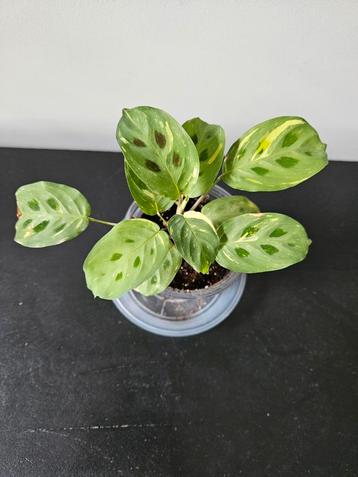 Maranta beschikbaar voor biedingen