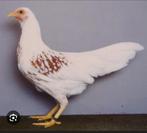 Gezocht: Yokohama groothoender, Dieren en Toebehoren, Pluimvee, Vrouwelijk, Kip