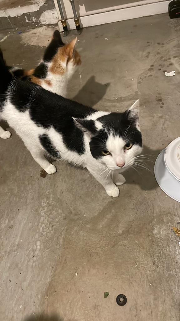 2 katten zoeken nieuwe lieve huisje, Dieren en Toebehoren, Katten en Kittens | Overige Katten, Meerdere dieren