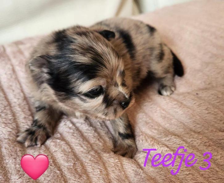 pomeriaan, Dieren en Toebehoren, Honden | Chihuahua's en Gezelschapshonden, Meerdere dieren, Overige rassen, Particulier, Meerdere