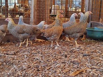Leuk, nieuwschierig | Plymouth rock kriel kippen | beschikbaar voor biedingen
