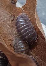 Cubaris sp Miyako, Overige soorten