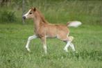 Prachtig welsh A vos merrie veulen, Dieren en Toebehoren, Pony's, Merrie, Niet van toepassing, 0 tot 2 jaar, B pony (1.17m tot 1.27m)