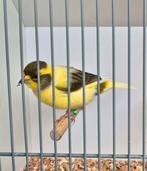 Bonte kanarie, Dieren en Toebehoren, Vogels | Kanaries, Mannelijk, Zangkanarie