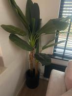 Mooie Nepplant, Ophalen, Overige soorten, Halfschaduw, In pot