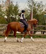 Lieve Grote allround D pony te koop, Dieren en Toebehoren, Pony's, Merrie, M, 11 jaar of ouder, Recreatiepony