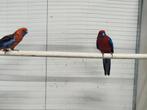 Diverse vogels | Morgen geopend, Dieren en Toebehoren, Vogels | Parkieten en Papegaaien, Meerdere dieren, Parkiet