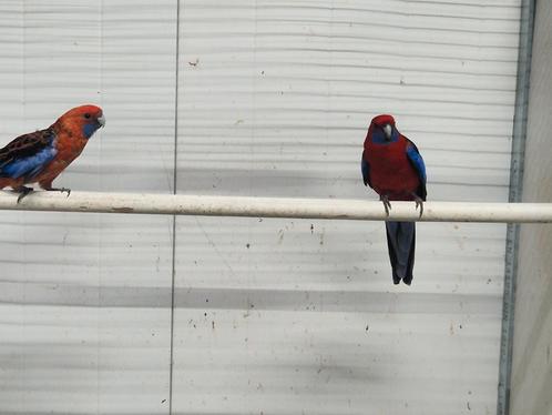 Diverse vogels | Morgen geopend, Dieren en Toebehoren, Vogels | Parkieten en Papegaaien, Parkiet, Meerdere dieren