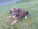 Boulab pups, CDV (hondenziekte), 8 tot 15 weken, Meerdere, Meerdere dieren
