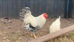 Lieve wyandotte kriel haan, Dieren en Toebehoren, Mannelijk, Kip