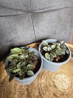 Peperomia frost, Ophalen of Verzenden, Overige soorten, Minder dan 100 cm