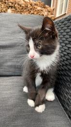 Te koop lief katertje,mag het nest verlaten!, Dieren en Toebehoren, Katten en Kittens | Raskatten | Korthaar