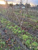 Pyrus ‘Gieser Wildeman’, Ophalen, Lente, Perenboom, Halfschaduw