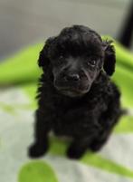 Mooie antraciet dwerg poedel pups, Dieren en Toebehoren, Honden | Chihuahua's en Gezelschapshonden, Poedel, 8 tot 15 weken, CDV (hondenziekte)