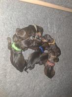 Ruwharige standaard teckel pups, Standaard, CDV (hondenziekte), 8 tot 15 weken, Teef