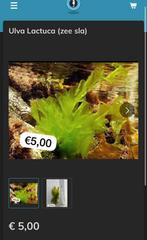 Ulva (zee sla) macro algen, Dieren en Toebehoren, Vissen | Aquariumvissen, Overige typen, Zoutwatervis