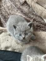 Prachtige Brits korthaar kittens, Dieren en Toebehoren, Meerdere dieren, 0 tot 2 jaar, Ontwormd