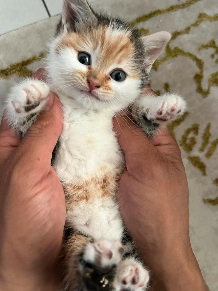 Britse Korthaar Poesjes, Dieren en Toebehoren, Katten en Kittens | Overige Katten, Poes