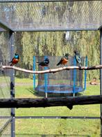 Driekleurglansspreeuw pop, Dieren en Toebehoren, Vrouwelijk, Geringd