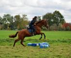 Leuke KWPN vos ruin te koop 18 jaar oud., Dieren en Toebehoren, Paarden, Ruin, Niet van toepassing, 170 tot 175 cm, 11 jaar of ouder