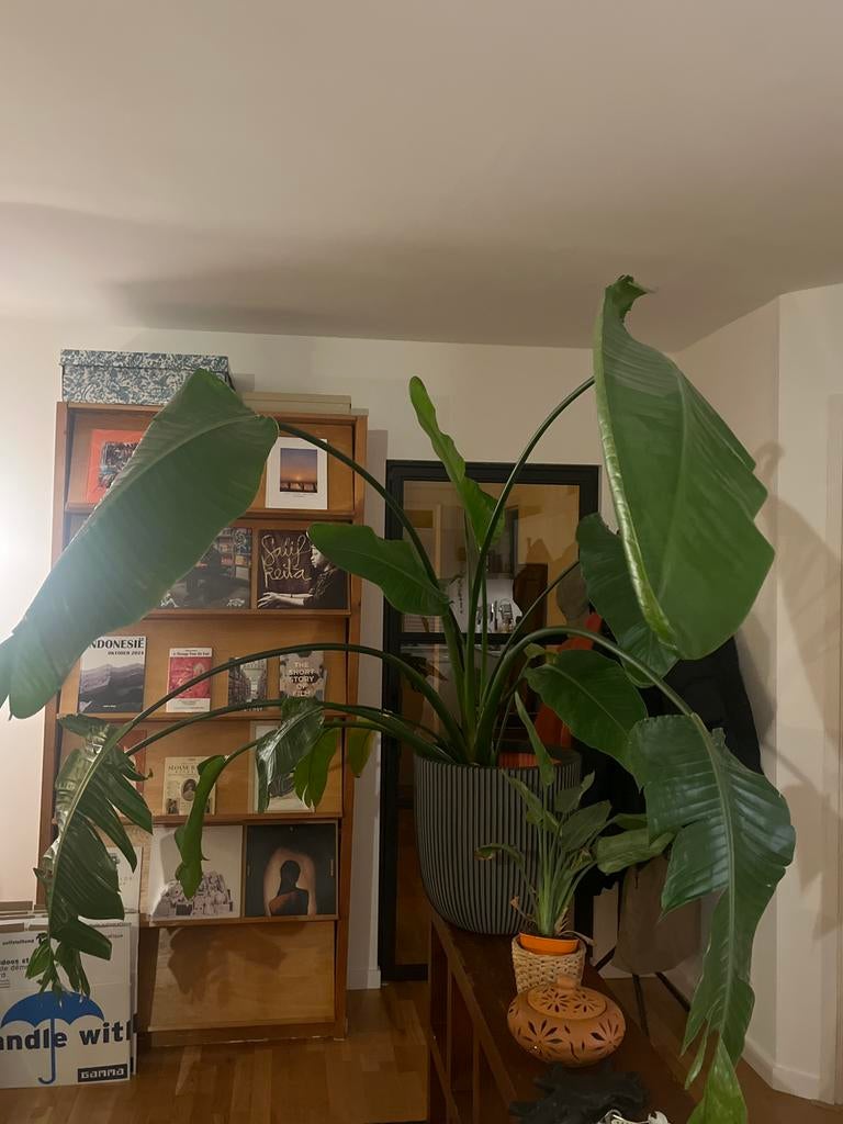 Witte Paradijsvogelplant (Strelitzia) met pot, Huis en Inrichting, Kamerplanten, Ophalen, Overige soorten, Halfschaduw, In pot