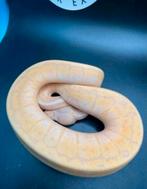 Koningspython Banana Pasfwl Pinstripe Desert Ghost MAN, Dieren en Toebehoren, Slang, 0 tot 2 jaar