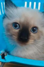 Mooi ragdoll kitten poesje, kater & ragdoll herplaatser poes, Dieren en Toebehoren, Gechipt