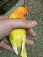 Prachtige brr agapornis fisheri pastelino man, Dieren en Toebehoren, Mannelijk, Dwergpapegaai of Agapornis, Geringd