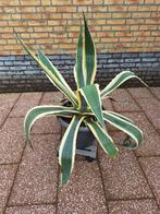 Grote bonte Agave americana variegate / cactus, Overige soorten, Ophalen, Bloeit niet, Volle zon