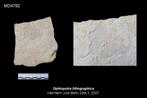 Fossiele Slangster Ophiopetra, Verzamelen, Mineralen en Fossielen, Ophalen of Verzenden, Fossiel