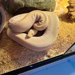 Blue eyed leucistic ball python, Slang, 0 tot 2 jaar
