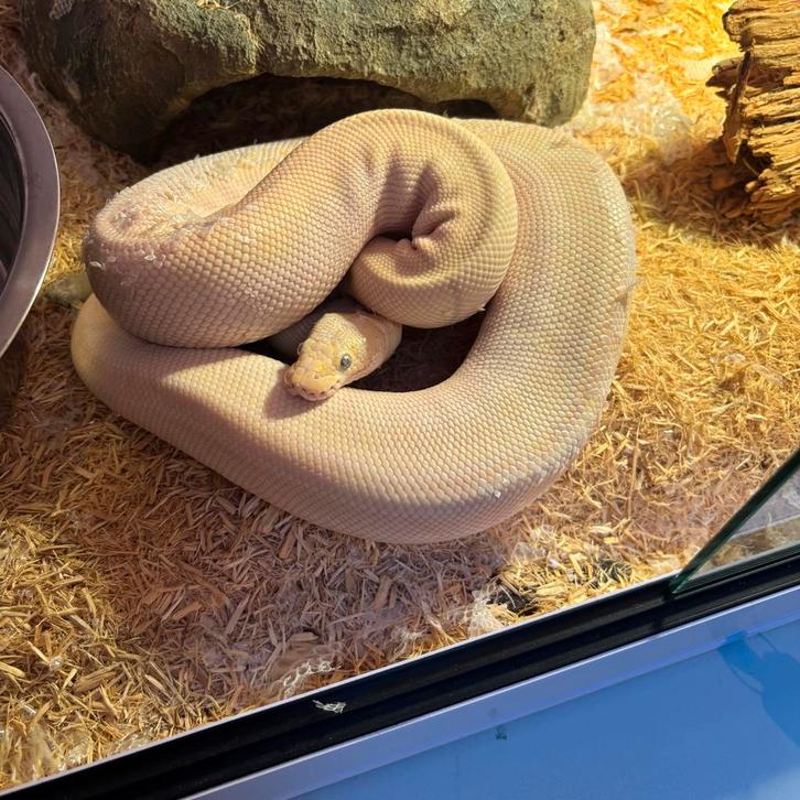 Blue eyed leucistic ball python
