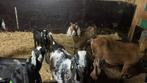 Nubische geiten te koop, Dieren en Toebehoren, Schapen, Geiten en Varkens, Vrouwelijk, Geit