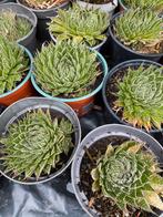 Vetplanten, Tuin en Terras, Planten | Tuinplanten, Ophalen, Overige soorten, Volle zon