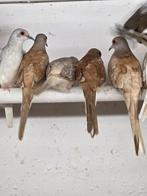 Rode diamant duiven, Meerdere dieren, Overige soorten