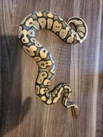Ballpython, Dieren en Toebehoren, Reptielen en Amfibieën, Slang, Tam, 0 tot 2 jaar