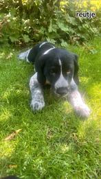 Mooie Pups: labrador/ Duitse staande/ Heidewachtel, Dieren en Toebehoren, Honden | Niet-rashonden, Rabiës (hondsdolheid), 8 tot 15 weken