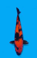HI UTSURI HANDPICK JAPANSE KOI NIEUWE KOI BIJ HEESCHKOI, Karper of Koi