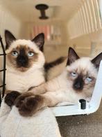 Prachtige ragdoll kittens, Dieren en Toebehoren, Katten en Kittens | Raskatten | Langhaar, Meerdere dieren, Gechipt, 0 tot 2 jaar