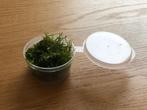 Aquarium Christmas mos 50cc cup of 75 cc cup, Ophalen of Verzenden, Nieuw, Plant(en), Steen of Hout