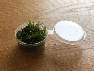 Aquarium Christmas mos 50cc cup of 75 cc cup beschikbaar voor biedingen