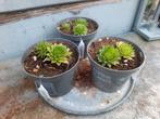 Huislook, Tuin en Terras, Ophalen, Zomer, Overige soorten, Volle zon