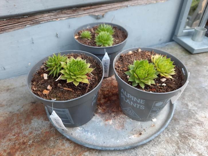 Huislook, Tuin en Terras, Planten | Tuinplanten, Overige soorten, Volle zon, Zomer, Ophalen