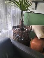 Waaierpalm in gevlochten mand, Palm, In pot, Minder dan 100 cm, Groene kamerplant