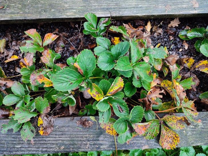 Aardbeienplanten te koop! Sonsation Darselect Korona Ostara, Tuin en Terras, Planten | Tuinplanten, Vaste plant, Fruitplanten