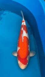 Kohaku female maruyama, Karper of Koi