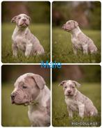 American bully xl pup, Dieren en Toebehoren, Overige rassen, Meerdere, Meerdere dieren, Nederland